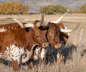 Ranching Coming Back to Life in Modern Era