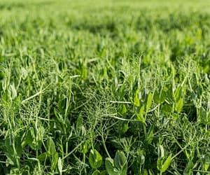 The Benefits of Cover Crops for Soil Health and Nutrient Management