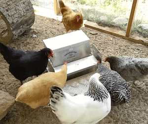 How to Build A Chicken Coop in 4 Easy Steps – DIY Coop Designs