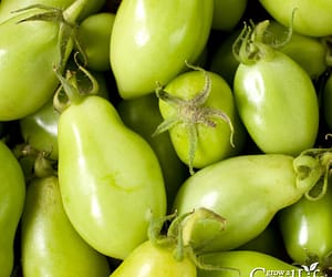 What to Do with Green Tomatoes Before Frost