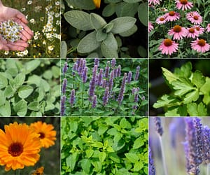 12+ Easy to Grow Medicinal Herbs