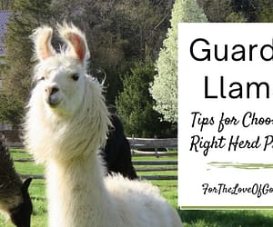 Guardian Llamas: A Conversation with an Expert