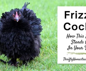 Frizzle Cochin: How This Breed Stands Out In Your Flock!