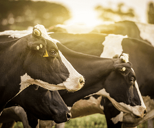 The Rancher's Guide to Sustainable Grazing Practices
