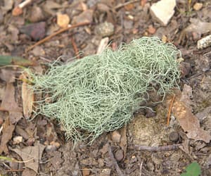 15 Astounding Usnea Benefits and Uses You Never Knew About