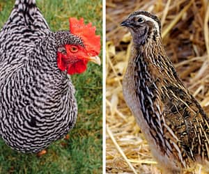 Raising Quail vs. Chickens: A Backyard Farmer’s Guide