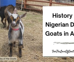 History of Nigerian Dwarf Goats in ADGA