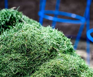 How To Grow Your Own Garden Mulch This Year – And Avoid Costly Straw!