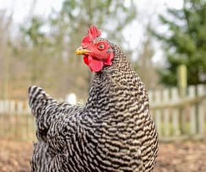 Barred Rock Chickens: Breed Profile