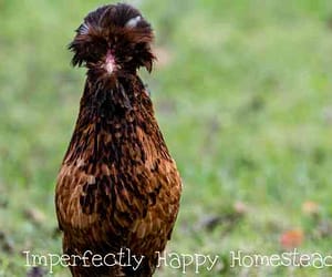 10 Signs That You Are a Crazy Chicken Lady