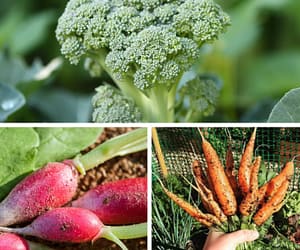 Preparing for Fall Planting: 10 Essential Tips