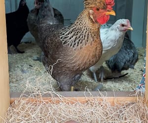 Chickens Not Laying Eggs? 6 Possible Reasons Why