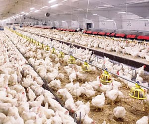 USDA announces key changes to Packers and Stockyards Act