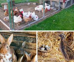 Comparing the Meat Quality of Rabbits, Chickens, and Quail for Small-Scale Farming
