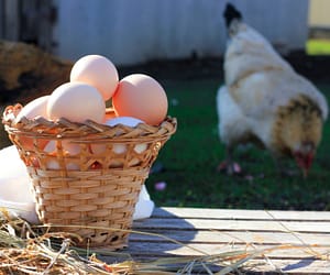 The Benefits of Minimalist Homesteading