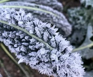 10 Ways to Protect Plants from Frost and Extend Your Harvest